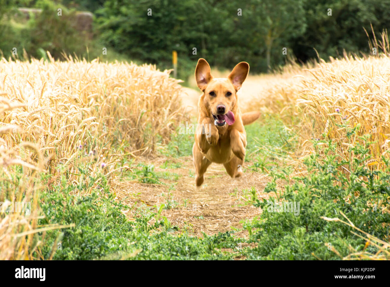 Flying Fox red Labrador Stockfoto