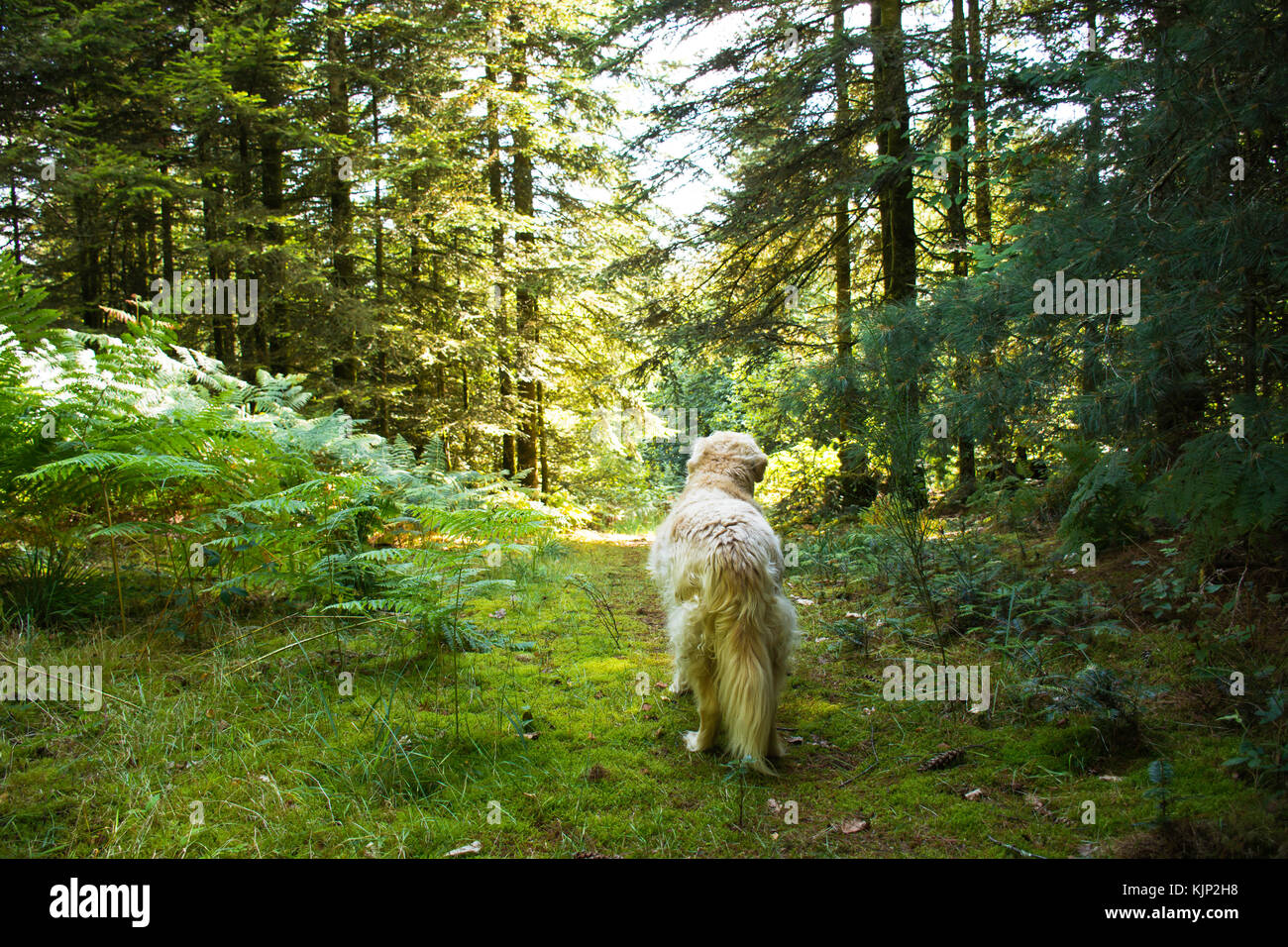 Ansicht der Rückseite des Golden Retriever mit Blick in den Wald Stockfoto