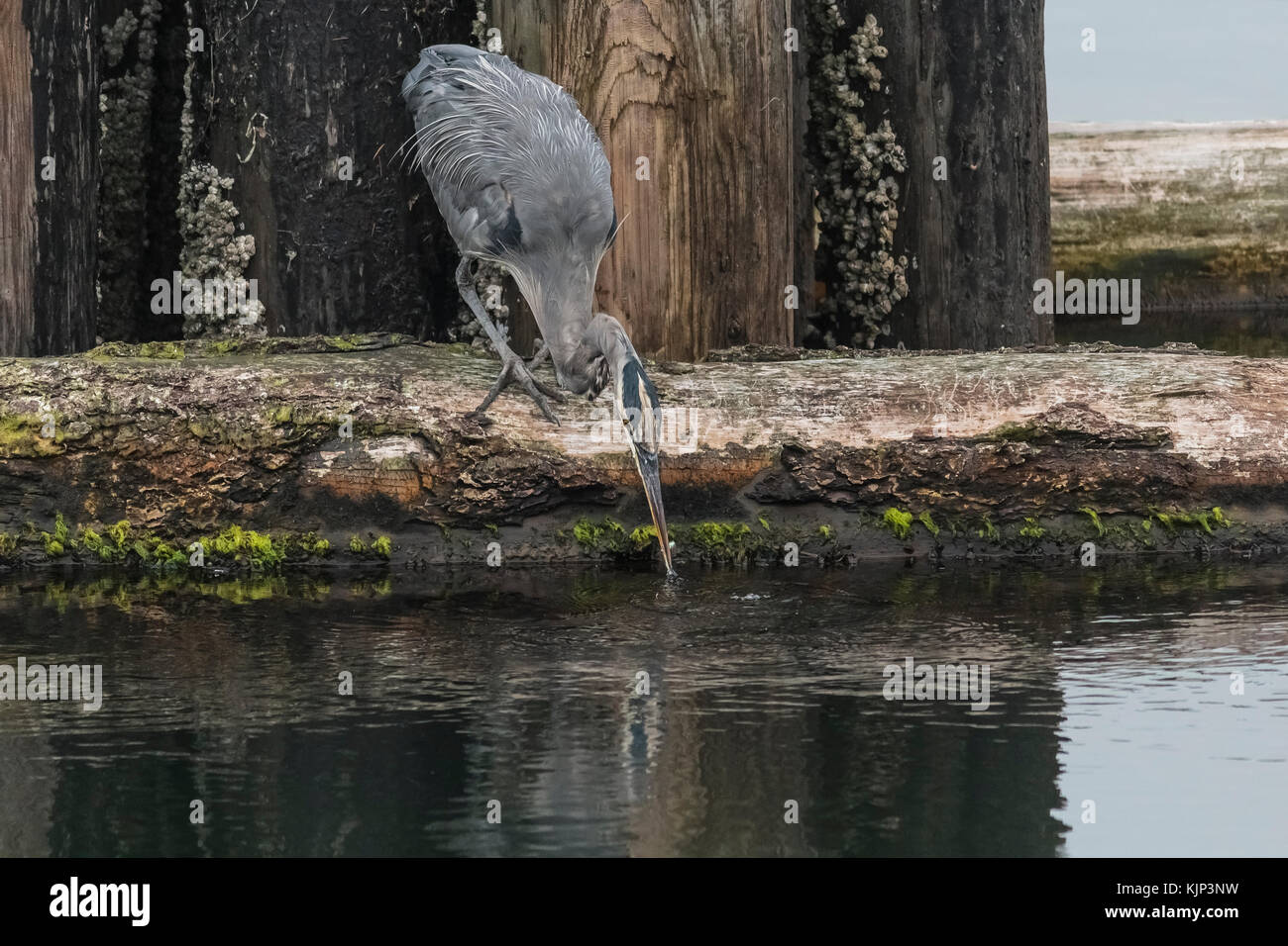 Ein einsamer Great Blue Heron, beugte sich über das Wasser aus dem Zander auf ein Protokoll Wellenbrecher, Fänge einem winzigen Fisch im Schnabel. Stockfoto