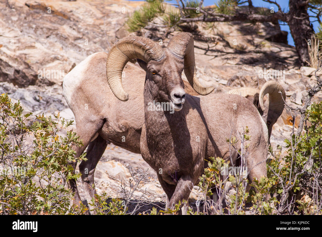 Rocky Mountain Big Horn Schafe Stockfoto