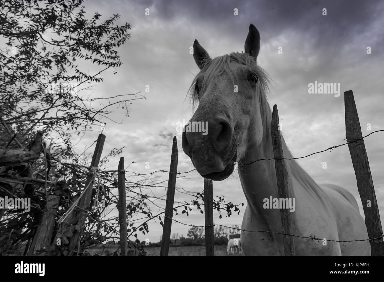 Weiße Pferd von Camargue Park, Provence, Frankreich Stockfoto