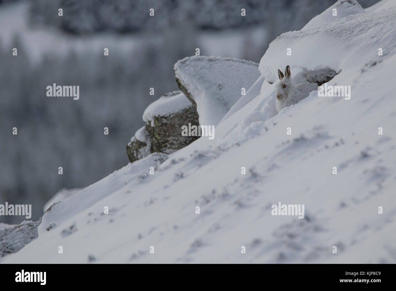 Berg hase Lepus timidus, Nahaufnahme, Porträt, während Sat im Winter Schnee auf den Pisten des Ben rinnes, Cairngorms National Park, Schottland Stockfoto