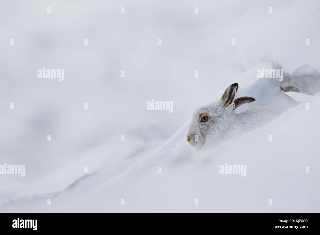 Berg hase Lepus timidus, Nahaufnahme, Porträt, während Sat im Winter Schnee auf den Pisten des Ben rinnes, Cairngorms National Park, Schottland Stockfoto