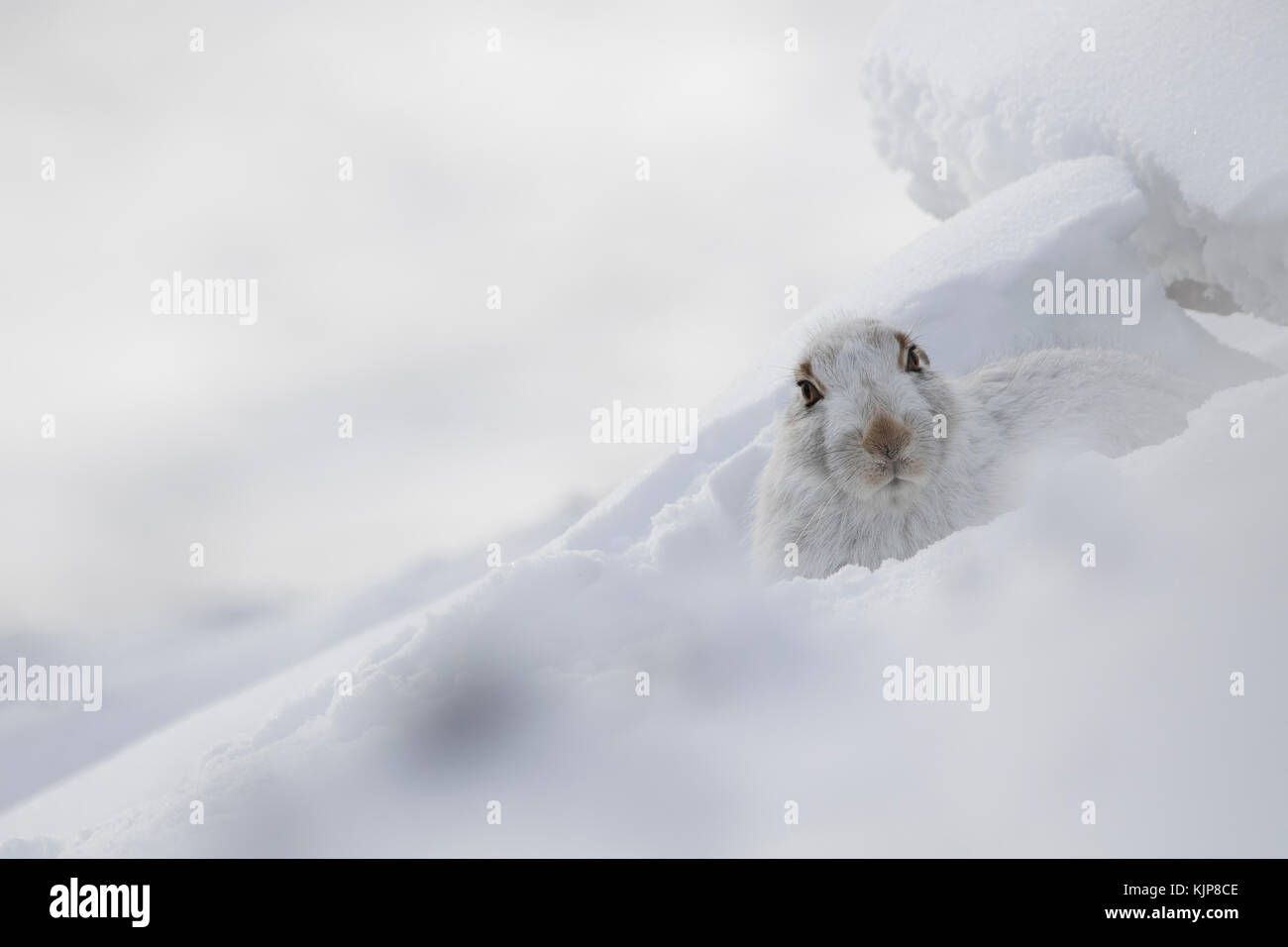 Berg hase Lepus timidus, Nahaufnahme, Porträt, während Sat im Winter Schnee auf den Pisten des Ben rinnes, Cairngorms National Park, Schottland Stockfoto