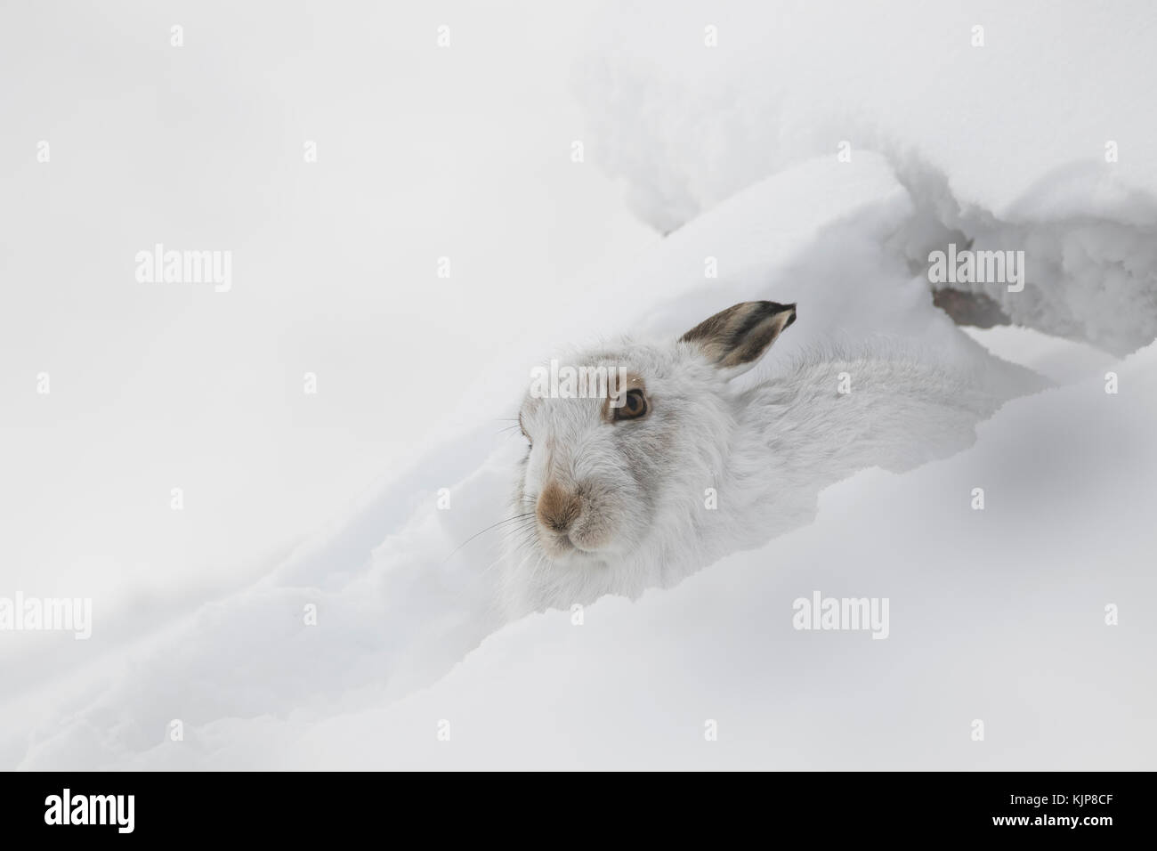 Berg hase Lepus timidus, Nahaufnahme, Porträt, während Sat im Winter Schnee auf den Pisten des Ben rinnes, Cairngorms National Park, Schottland Stockfoto