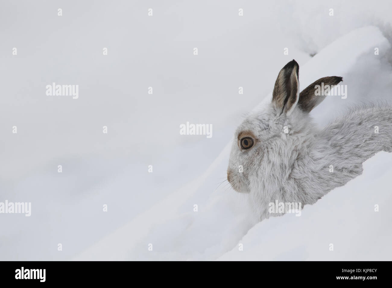 Berg hase Lepus timidus, Nahaufnahme, Porträt, während Sat im Winter Schnee auf den Pisten des Ben rinnes, Cairngorms National Park, Schottland Stockfoto