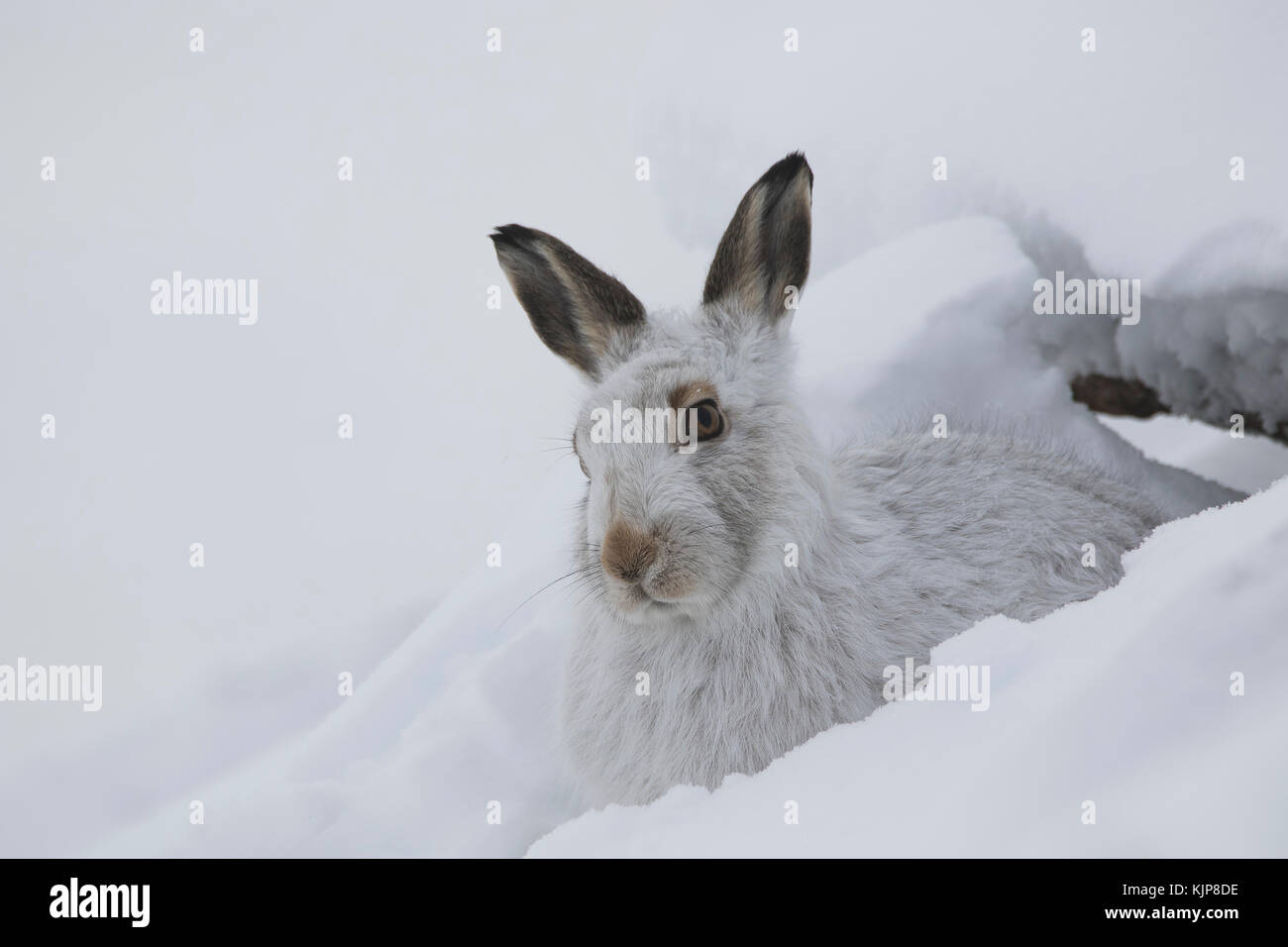 Berg hase Lepus timidus, Nahaufnahme, Porträt, während Sat im Winter Schnee auf den Pisten des Ben rinnes, Cairngorms National Park, Schottland Stockfoto