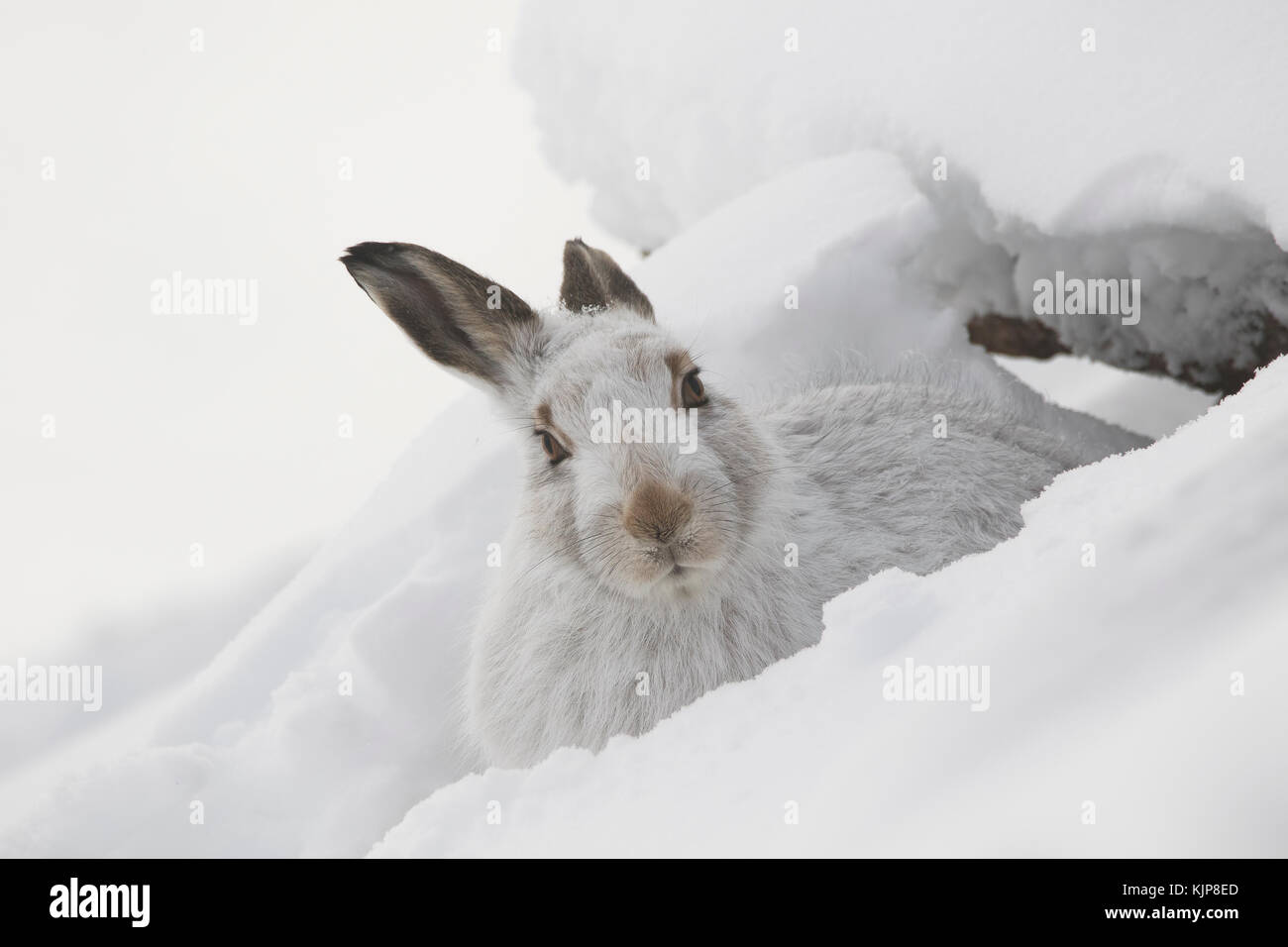 Berg hase Lepus timidus, Nahaufnahme, Porträt, während Sat im Winter Schnee auf den Pisten des Ben rinnes, Cairngorms National Park, Schottland Stockfoto