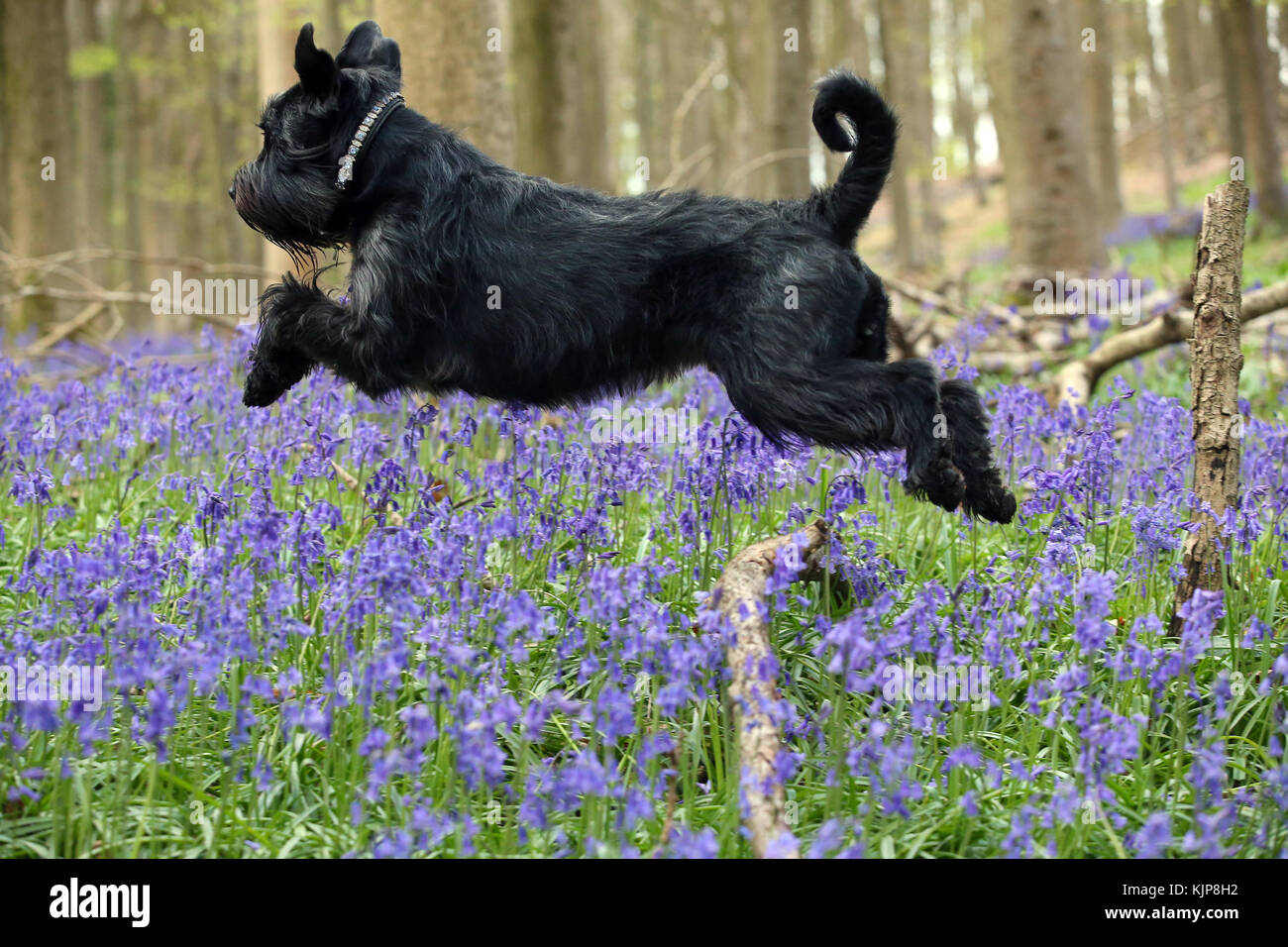 Schnauzer - Standard Standard Schnauzer Mittelschnauzer Hund springt im Frühjahr über Ast und Bluebellen in Waldgebieten Stockfoto