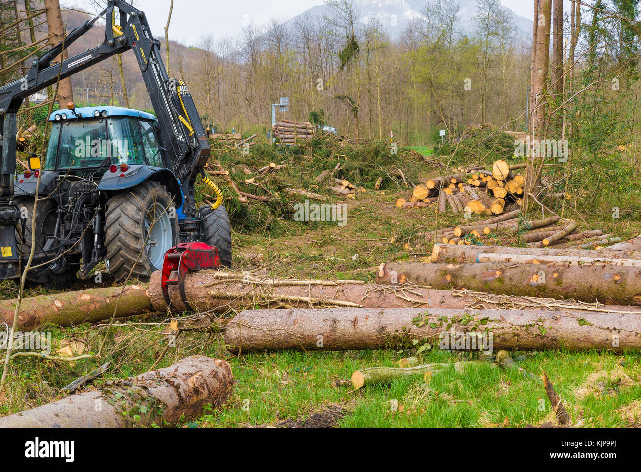 Ernte von Amtsleitungen mit einem mechanischen Arm in einem Wald. Kran zu schneiden Protokolle ergreifen Stockfoto