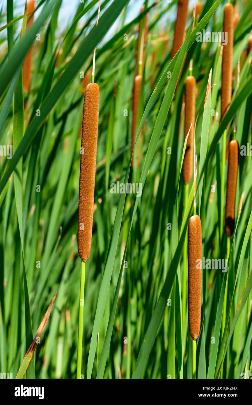 Dichte Konzentration von breitblättrigem Spitzschwanz, gewöhnlichem Bulrush (Typha latifolia) am Marsch, am Ufer des Lake Erie, Point Pelee National Park, Ontario, Kanada. Stockfoto
