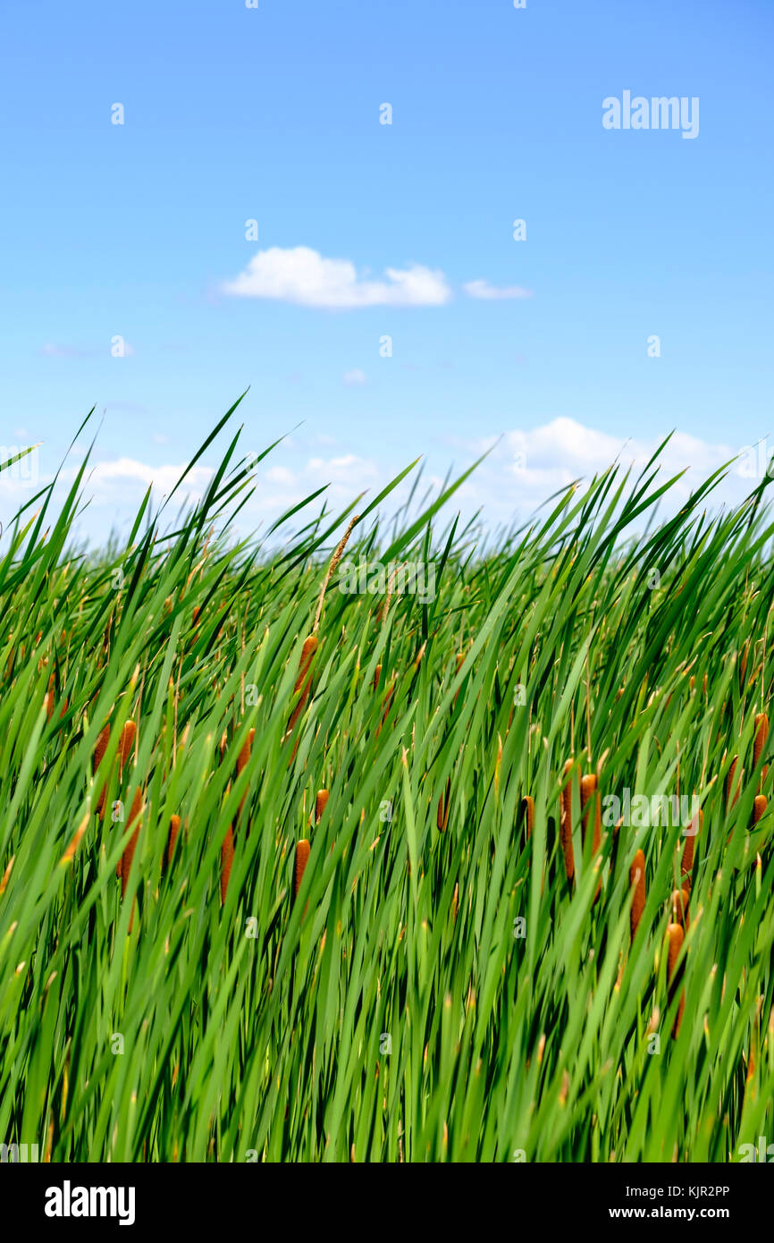 Dichte Konzentration von breitblättrigem Spitzschwanz, gewöhnlichem Bulrush (Typha latifolia) am Marsch, am Ufer des Lake Erie, Point Pelee National Park, Ontario, Kanada. Stockfoto