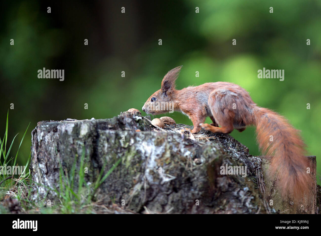 Eichhörnchen im Wald Stockfoto