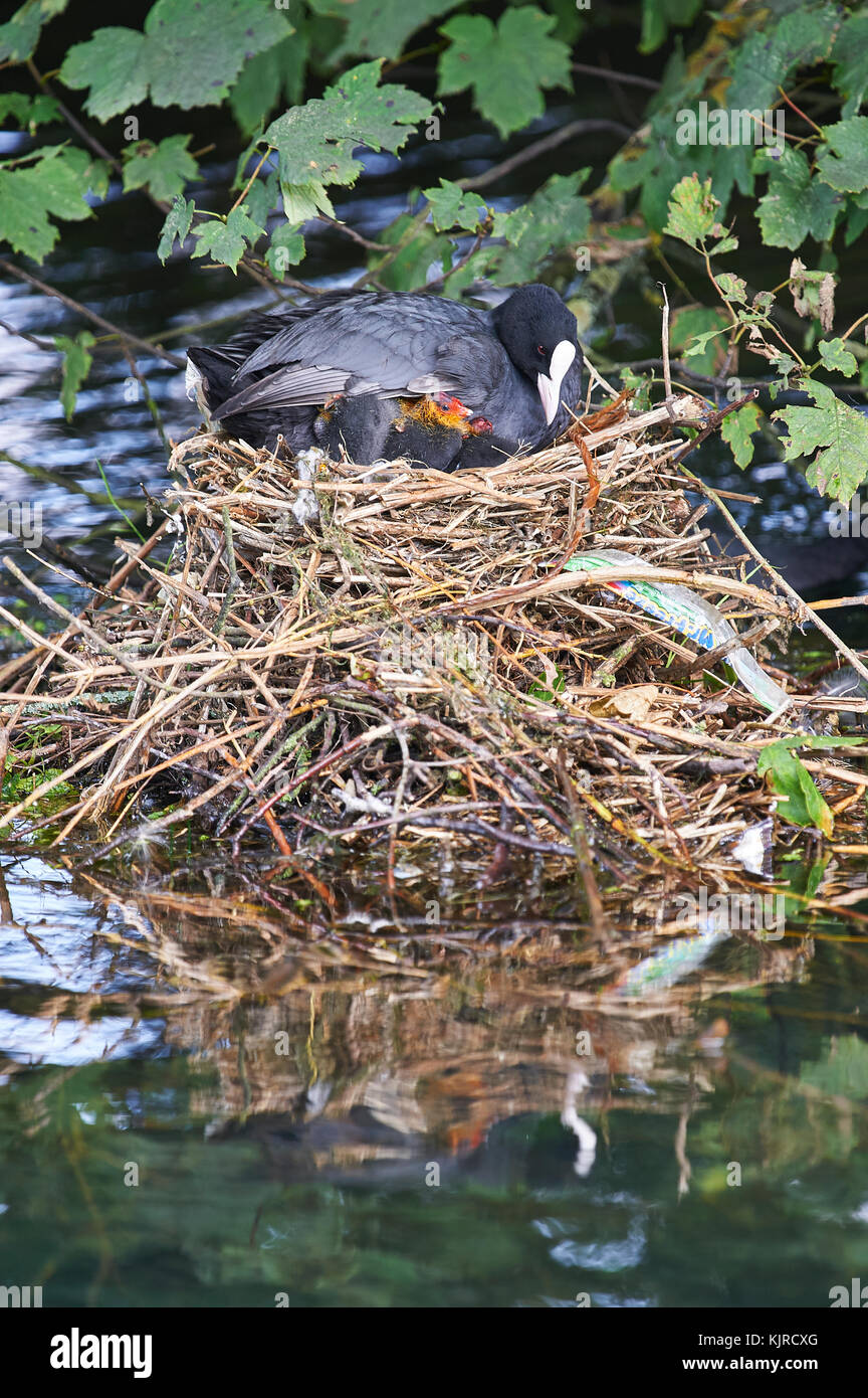 Weibliche Blässhuhn (Fulica atra) pflegende Küken im Nest im Stream Stockfoto