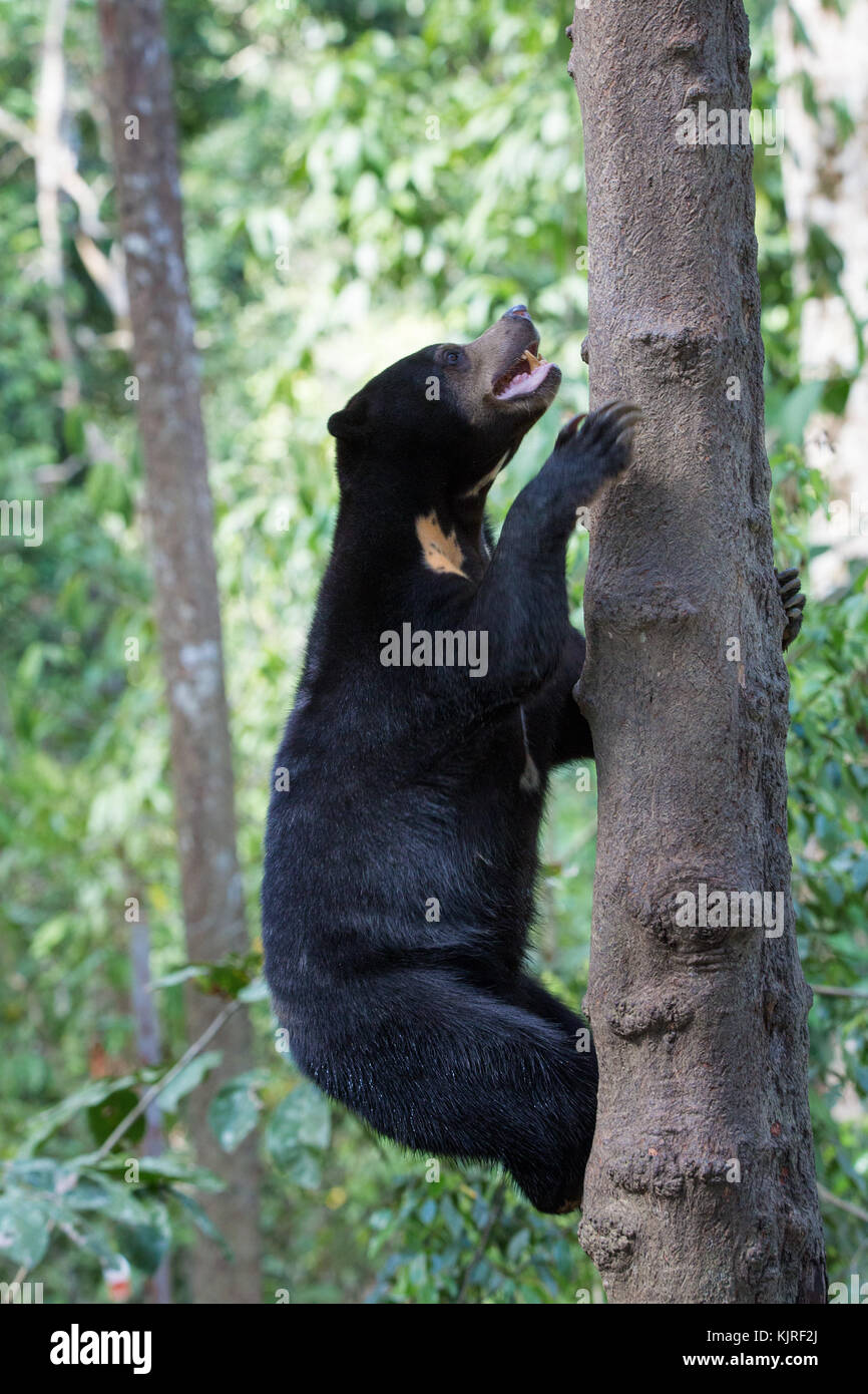 Bornesischen Sun Bear (Helarctos malayanus euryspilus), Sabah, Malaysia Stockfoto