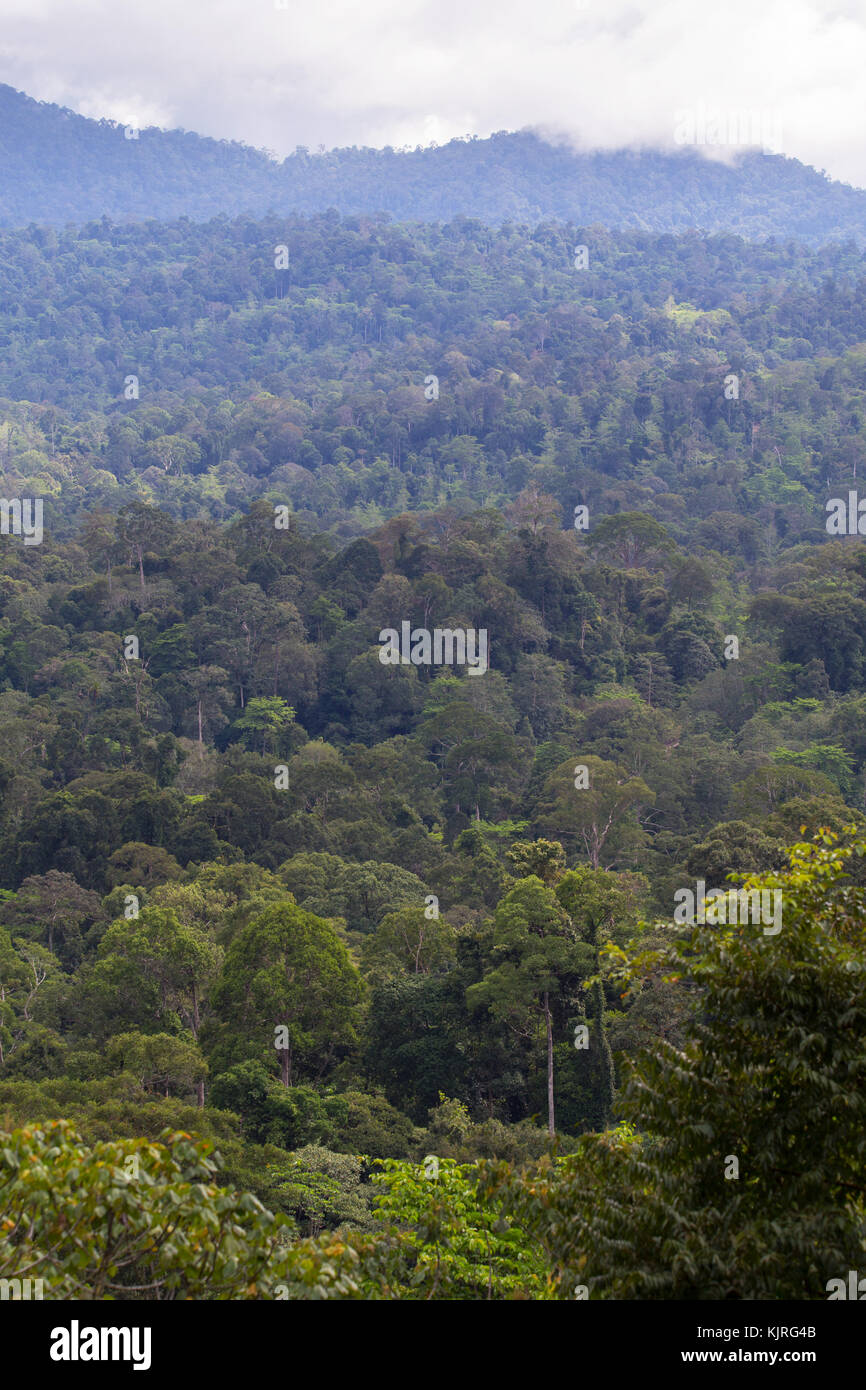Hügel bedeckt im tropischen Regenwald in der Maliau Becken, Sabah, Malaysia Stockfoto