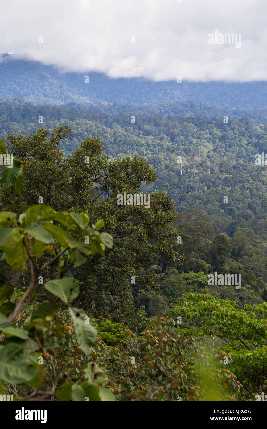 Hügel bedeckt im tropischen Regenwald in der Maliau Becken, Sabah, Malaysia Stockfoto