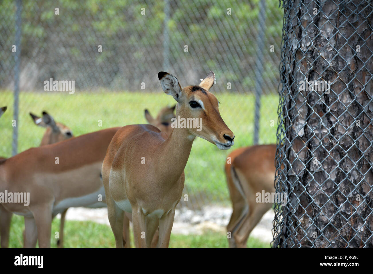 LOXAHATCHEE, FL - 17. AUGUST: Tiere bei Lion Country Safari am 17. August 2015 in Loxahatchee, Florida. Menschen: Tiere Stockfoto