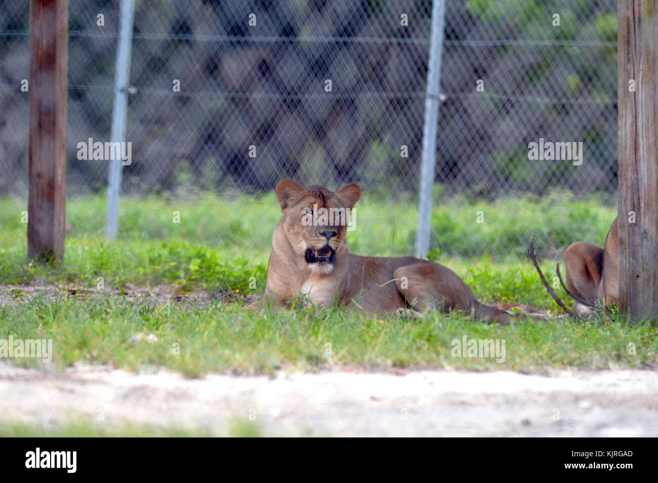 LOXAHATCHEE, FL - 17. AUGUST: Lion on Country Safari am 17. August 2015 in Loxahatchee, Florida. Menschen: Löwe Stockfoto