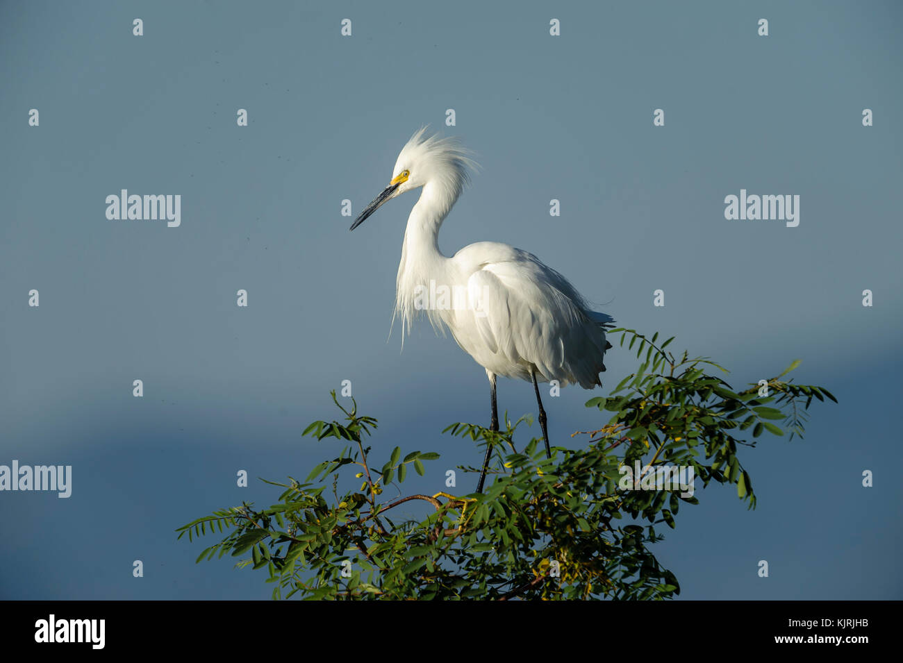 Snowy Egret (Egretta thula) thront n Baum, ajijic, der Lago de Chapala, Jalisco, Mexiko Stockfoto