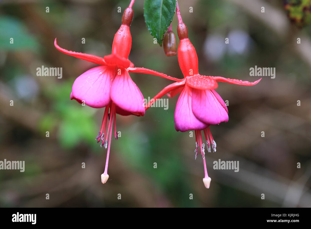 Zwei hängenden fuschia Blumen. Stockfoto