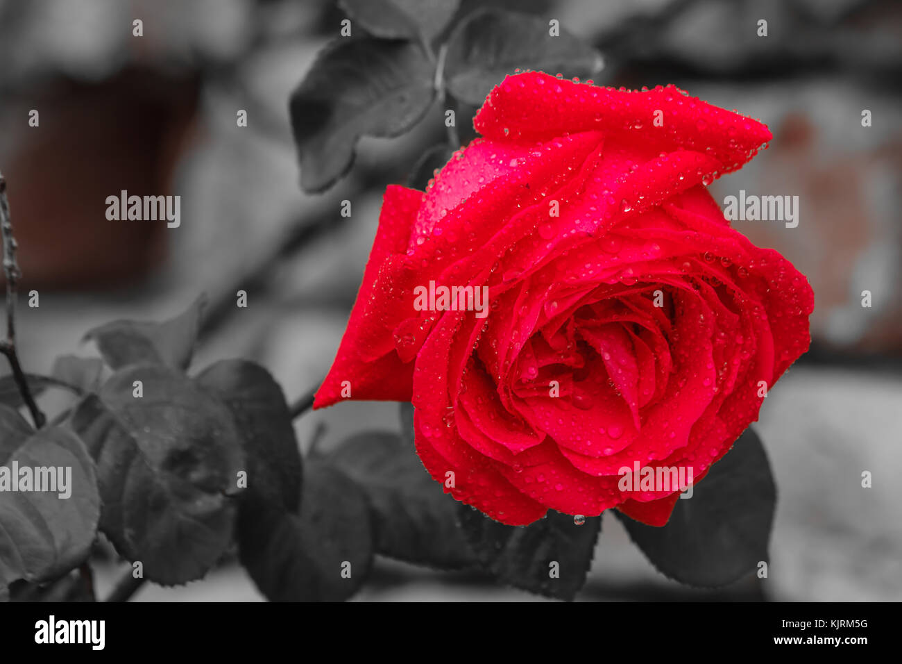 Nahaufnahme einer Rose durch genäßt Frühjahr Regen-/eine nasse Rose nach dem Regen Stockfoto