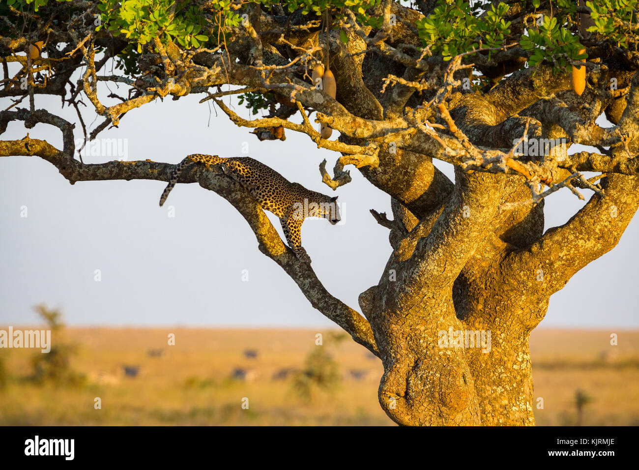Leopard ruht in einem Baum nach dem Essen Stockfoto