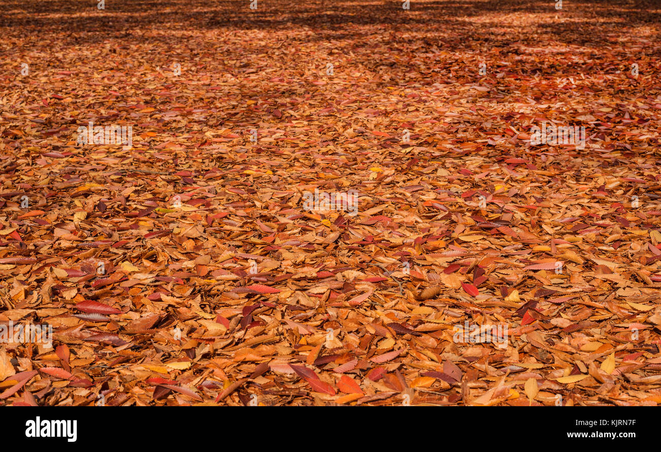 Herbst gelbe, braune und rote Blätter bed Stockfoto