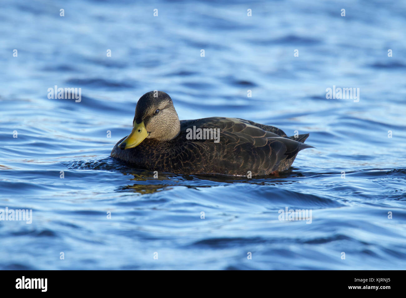 Eine amerikanische Black Duck schwimmen auf einem blauen See Stockfoto
