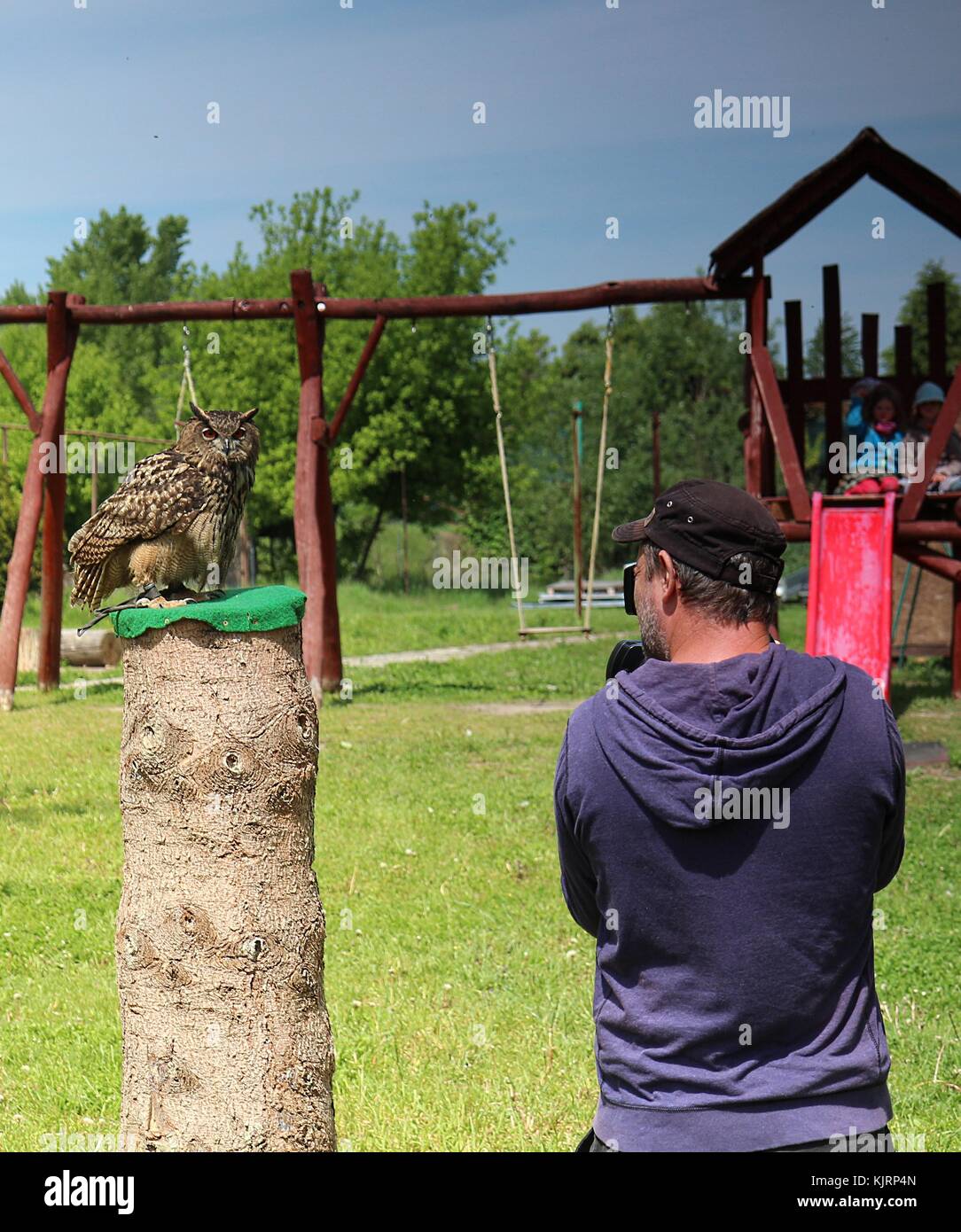 Die Dreharbeiten ein Uhu - ein Kameramann bei einer Falknerei club Stockfoto