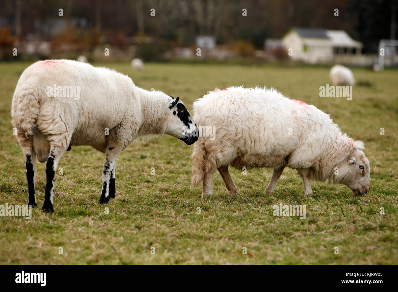 Kerry Hill Ram und Welsh Mountain Ewe, walisischen Schafe Vielfalt. Weiße Schafe mit schwarzen Markierungen. Stockfoto