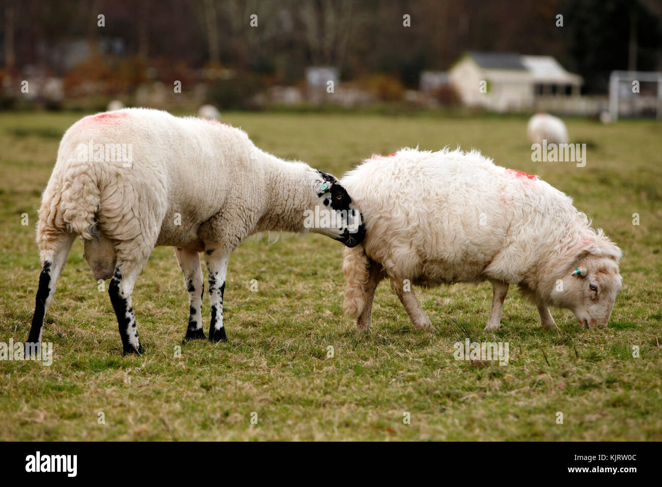 Kerry Hill Ram und Welsh Mountain Ewe, walisischen Schafe Vielfalt. Weiße Schafe mit schwarzen Markierungen. Stockfoto