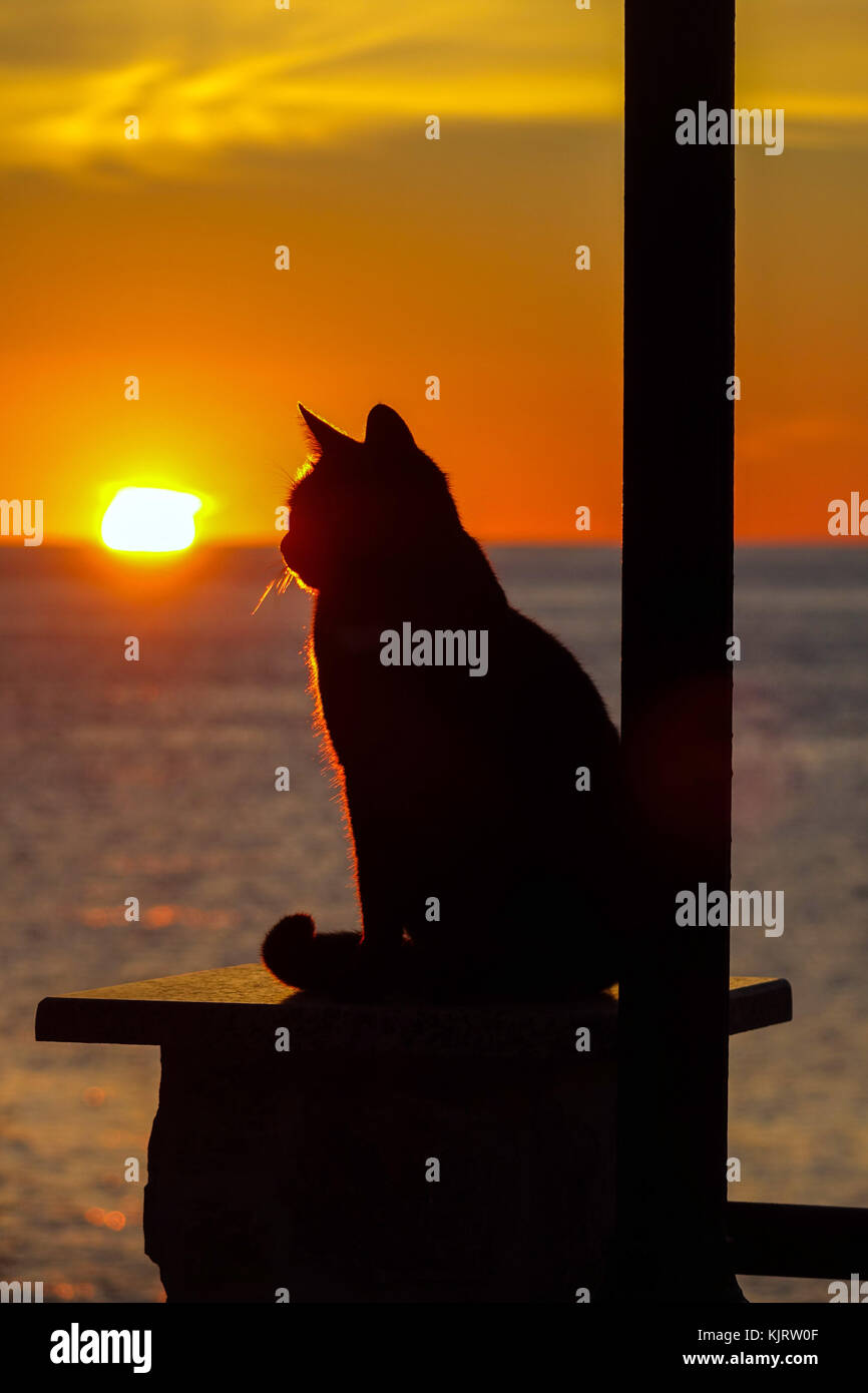 Schwarze Katze silhouetted gegen die untergehende Sonne, Kalymnos, Griechenland Stockfoto