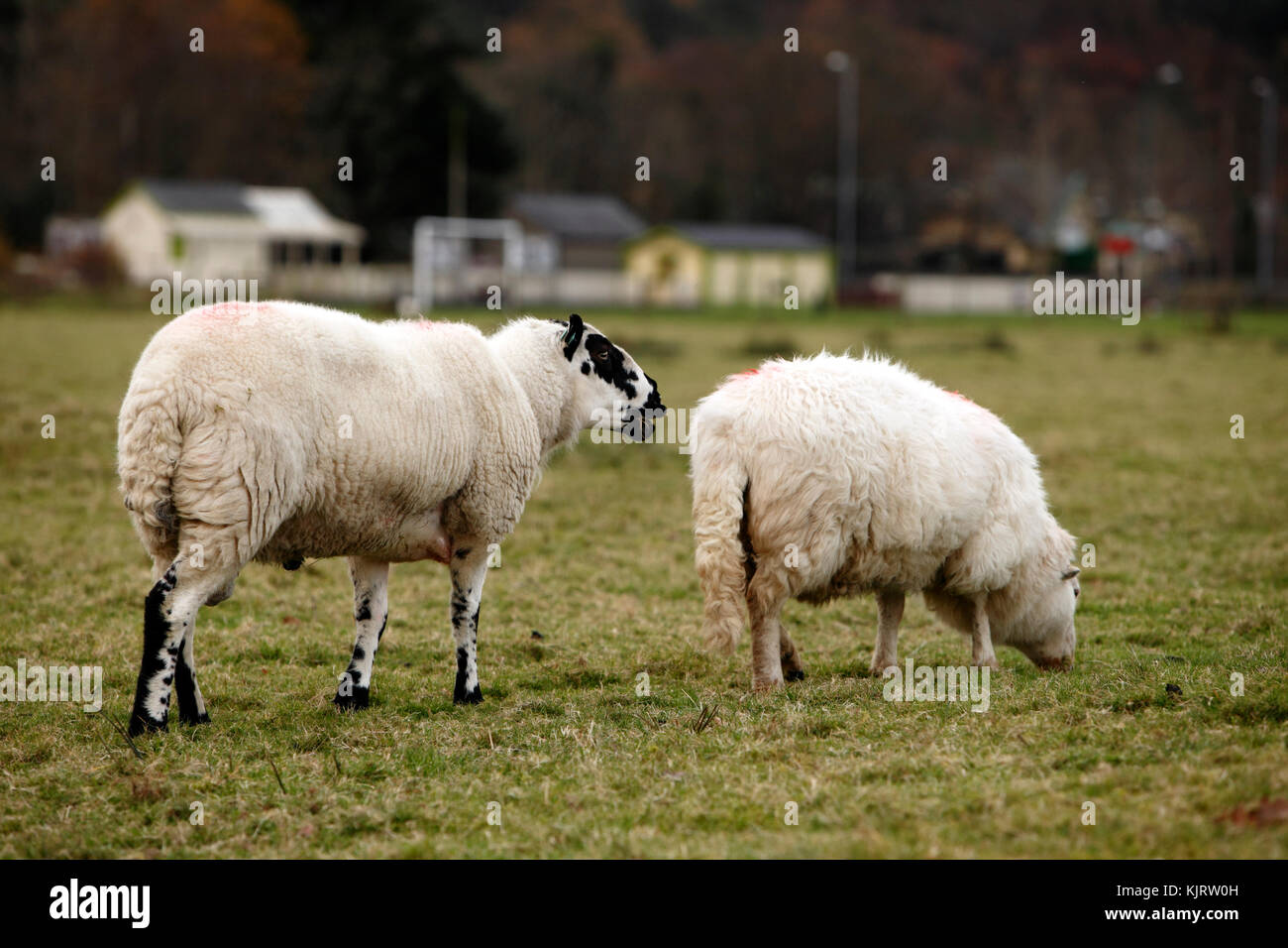 Kerry Hill Ram und Welsh Mountain Ewe, walisischen Schafe Vielfalt. Weiße Schafe mit schwarzen Markierungen. Stockfoto