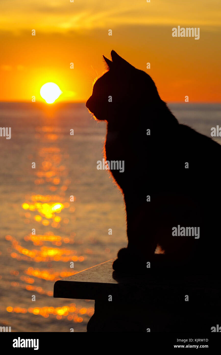 Schwarze Katze silhouetted gegen die untergehende Sonne, Kalymnos, Griechenland Stockfoto