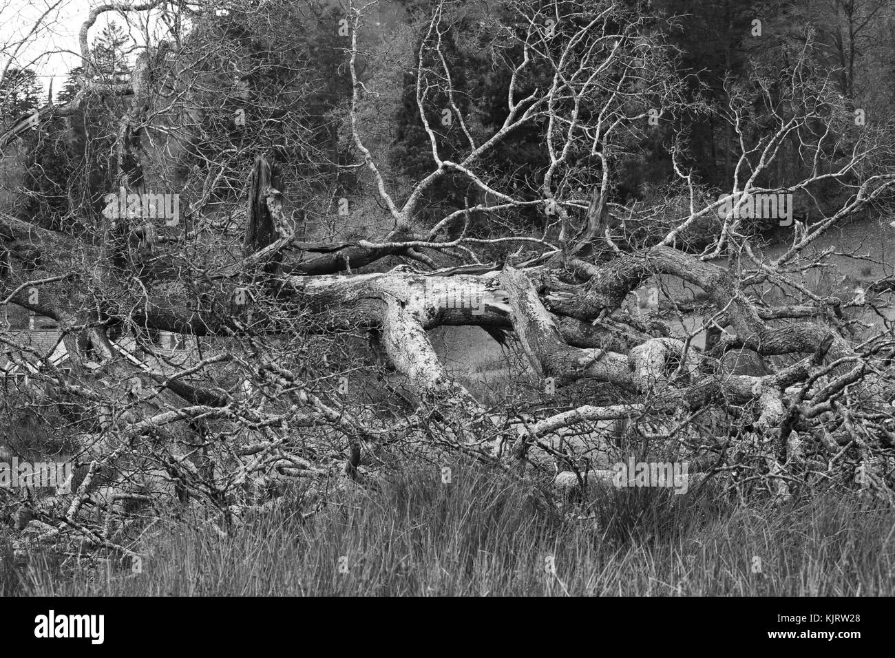 Riß Oak Tree Trunk, von Gale force Winds. Stockfoto