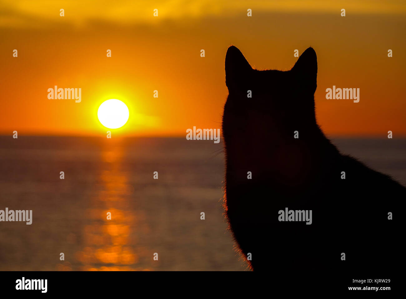 Schwarze Katze silhouetted gegen die untergehende Sonne, Kalymnos, Griechenland Stockfoto