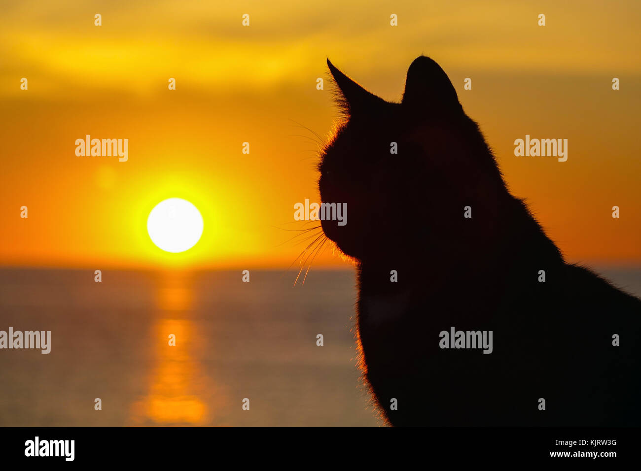 Schwarze Katze silhouetted gegen die untergehende Sonne, Kalymnos, Griechenland Stockfoto