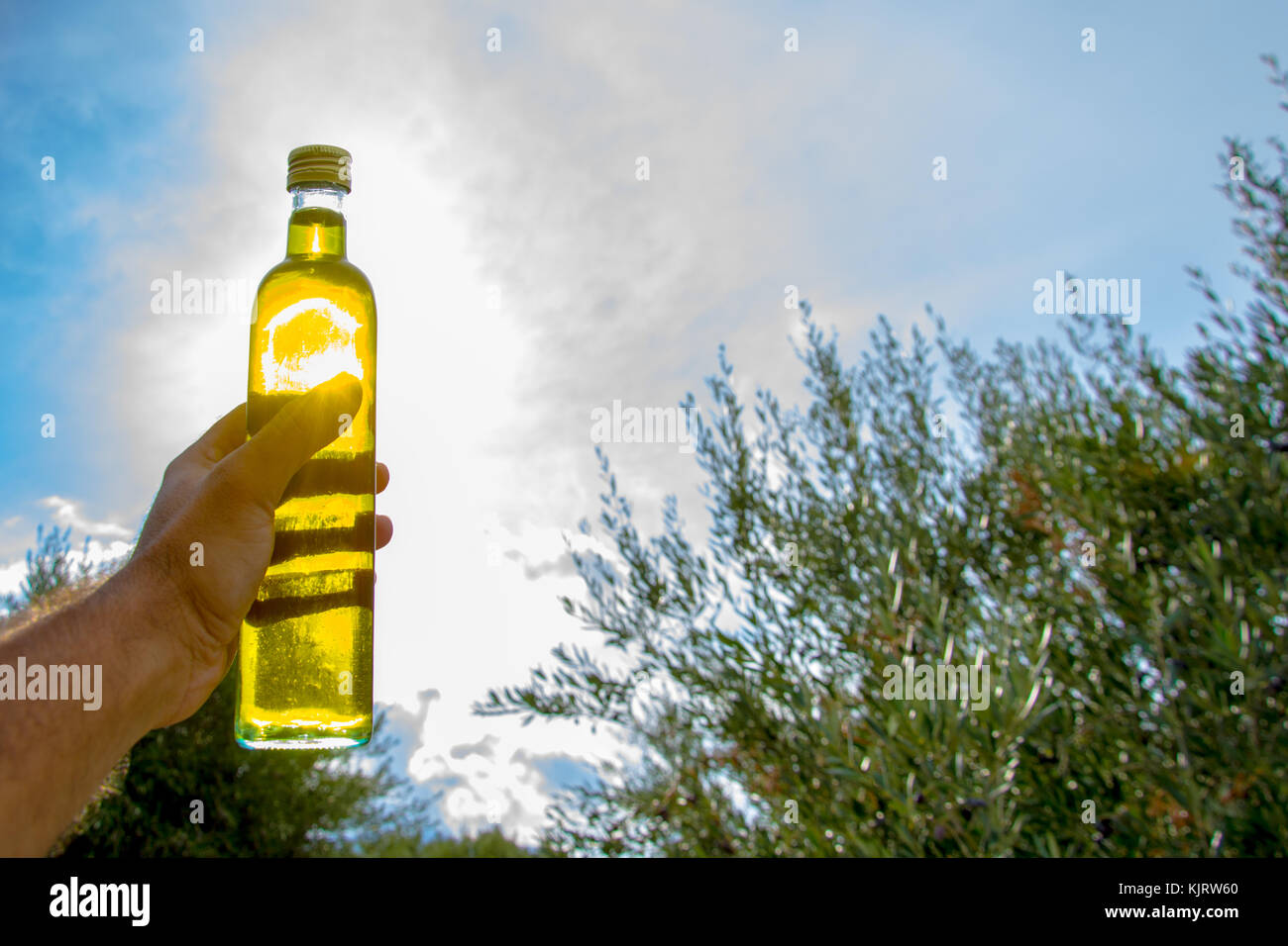 Hält der Mensch gegen die Sonne eine Flasche natives Olivenöl extra in einen Olivenbaum auf Kreta, Griechenland. Stockfoto