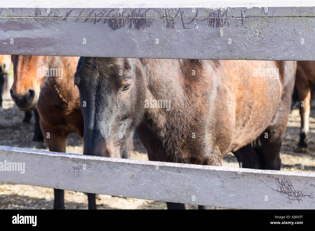 Reisen nach Island - braun Islandpferde in Corral in Country Farm Stockfoto