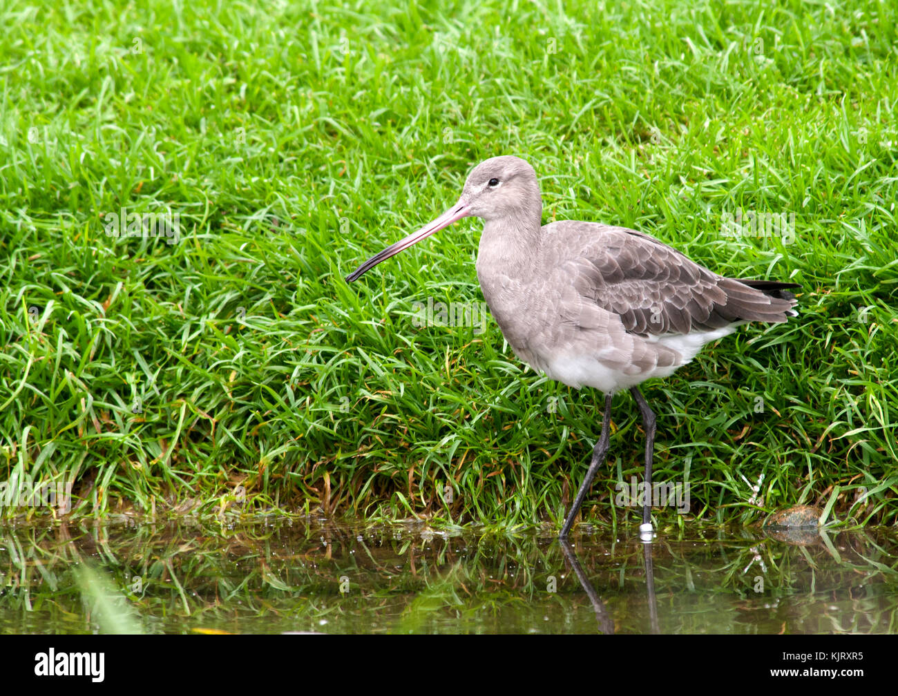 Eine Uferschnepfe (limosa lapponica) im Winter lumage Fütterung am Rande eines Marsh Stockfoto