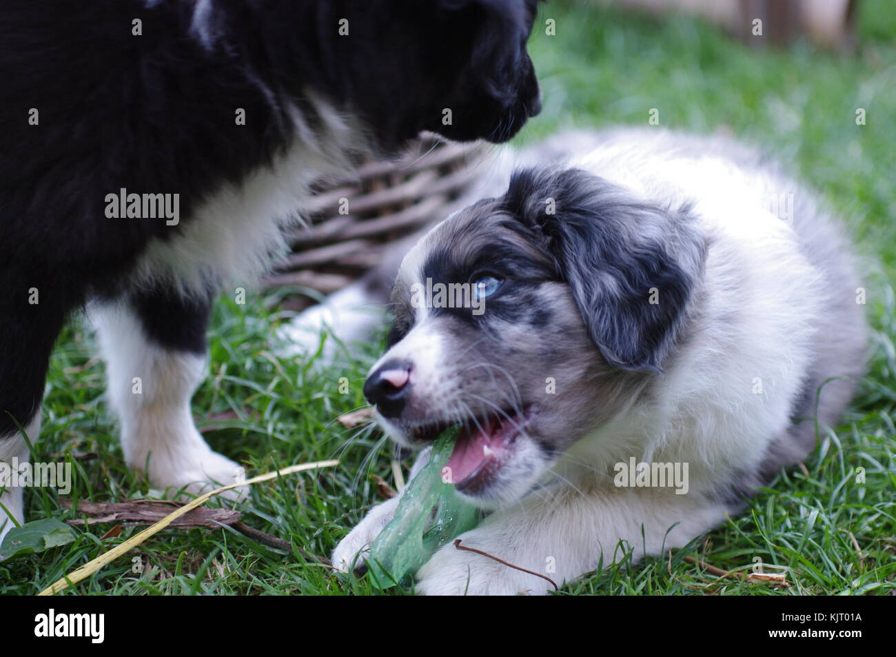 Australian Shepherd puppie dog portrait Bezaubernder Stockfoto