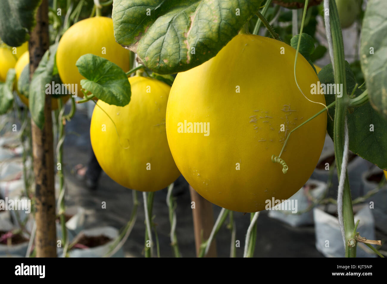 Nahaufnahme der gelbe Melone im Gewächshaus für die ökologische Landwirtschaft. Stockfoto