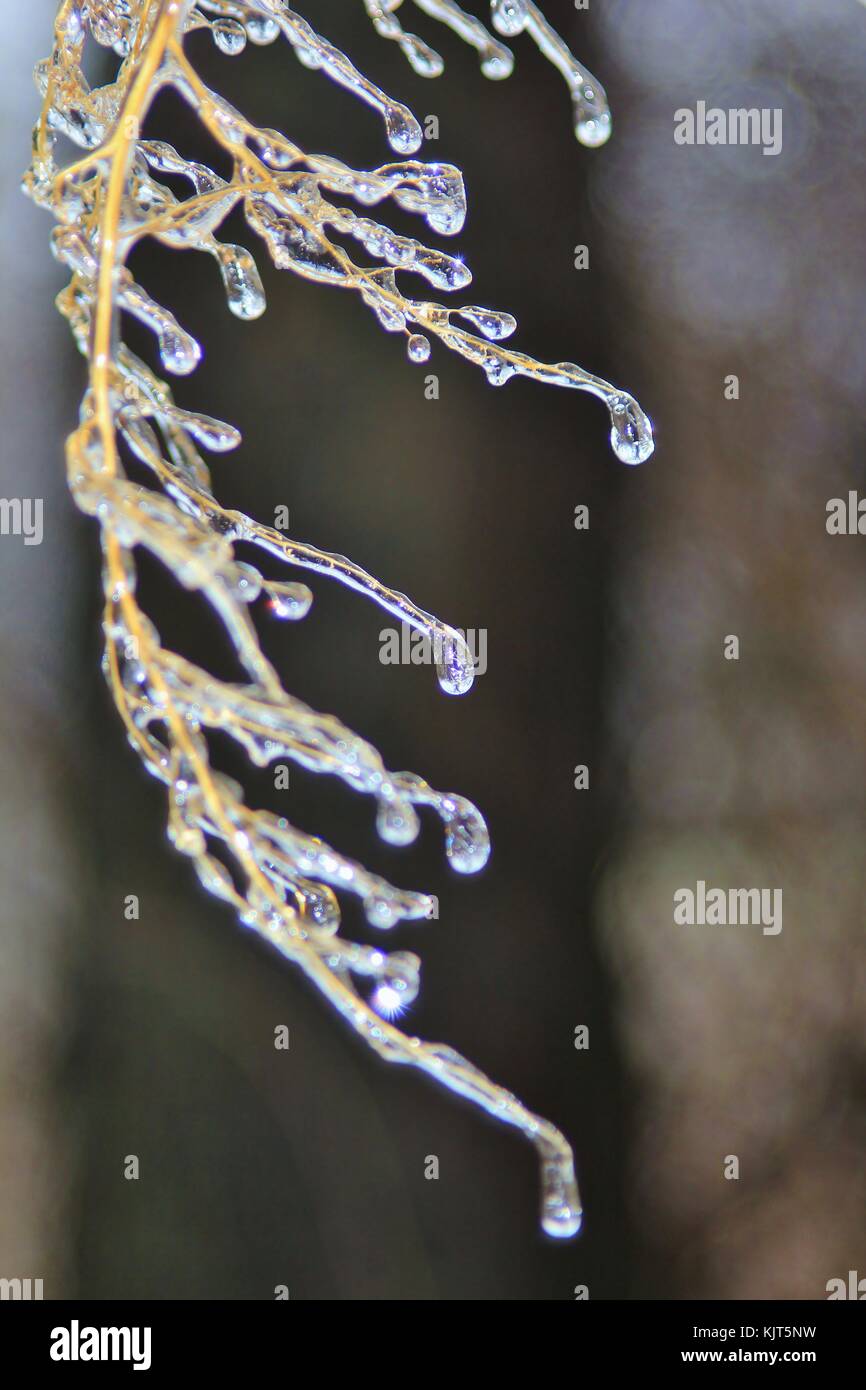 Filigrane Muster und Formen entwickeln, wie eine strenge Winter Ice Storm rollt über Saint Louis, Missouri, USA. Stockfoto