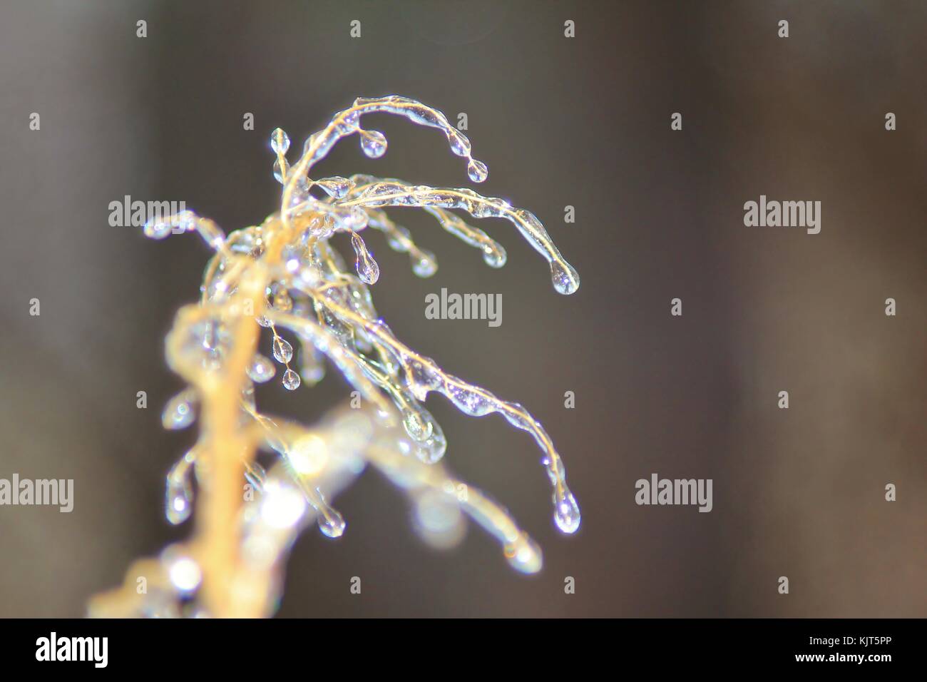 Filigrane Muster und Formen entwickeln, wie eine strenge Winter Ice Storm rollt über Saint Louis, Missouri, USA. Stockfoto