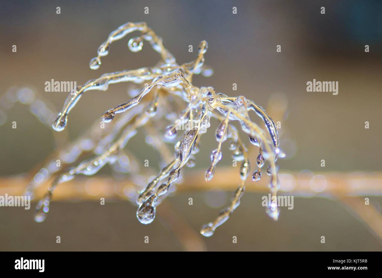 Filigrane Muster und Formen entwickeln, wie eine strenge Winter Ice Storm rollt über Saint Louis, Missouri, USA. Stockfoto