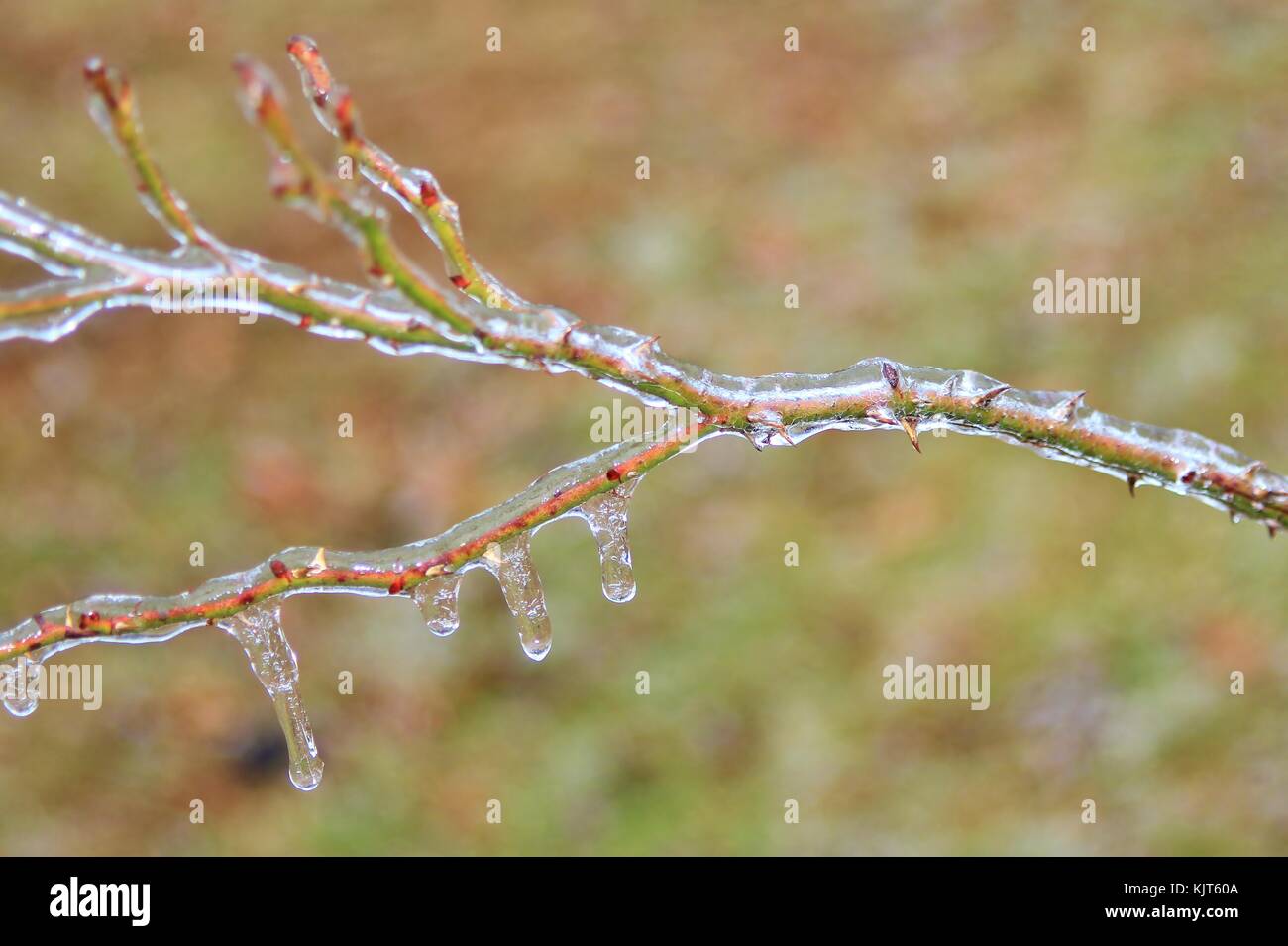 Filigrane Muster und Formen entwickeln, wie eine strenge Winter Ice Storm rollt über Saint Louis, Missouri, USA. Stockfoto