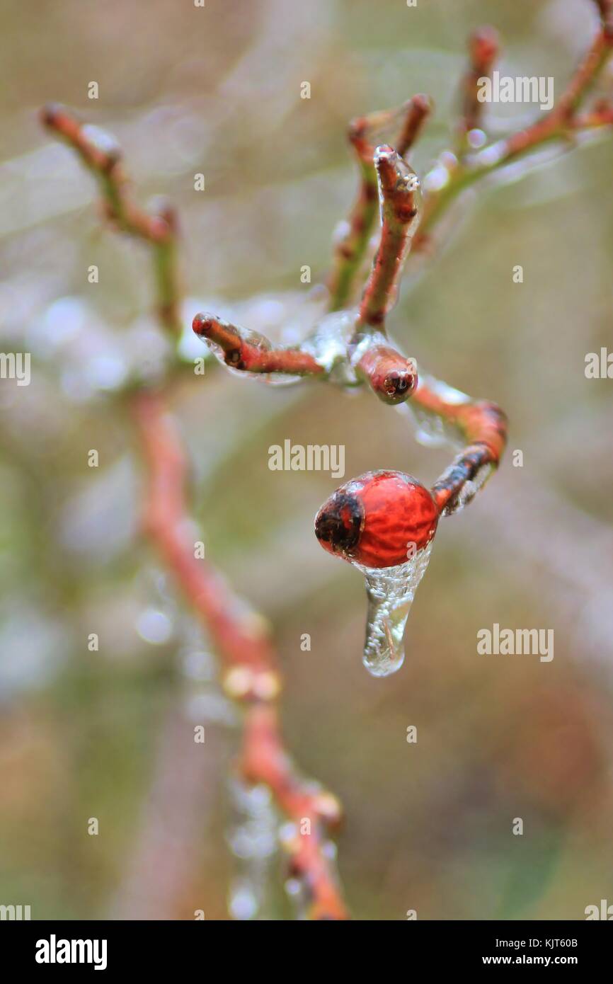 Filigrane Muster und Formen entwickeln, wie eine strenge Winter Ice Storm rollt über Saint Louis, Missouri, USA. Stockfoto