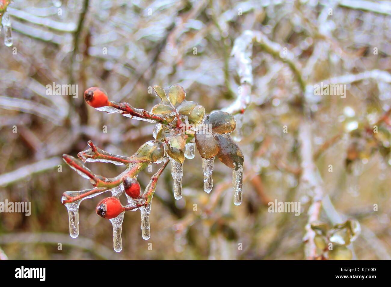 Filigrane Muster und Formen entwickeln, wie eine strenge Winter Ice Storm rollt über Saint Louis, Missouri, USA. Stockfoto