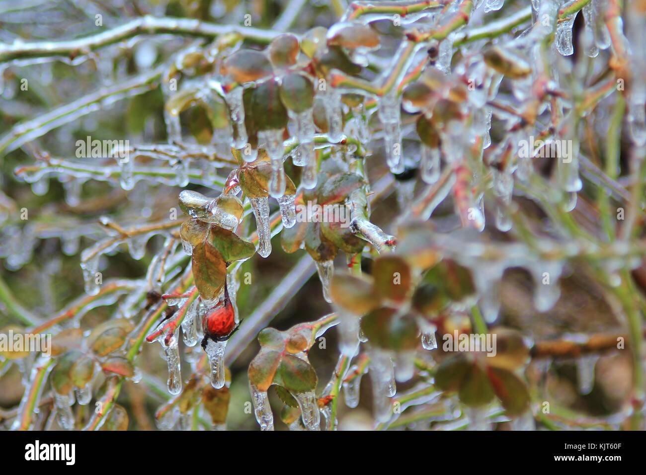 Filigrane Muster und Formen entwickeln, wie eine strenge Winter Ice Storm rollt über Saint Louis, Missouri, USA. Stockfoto